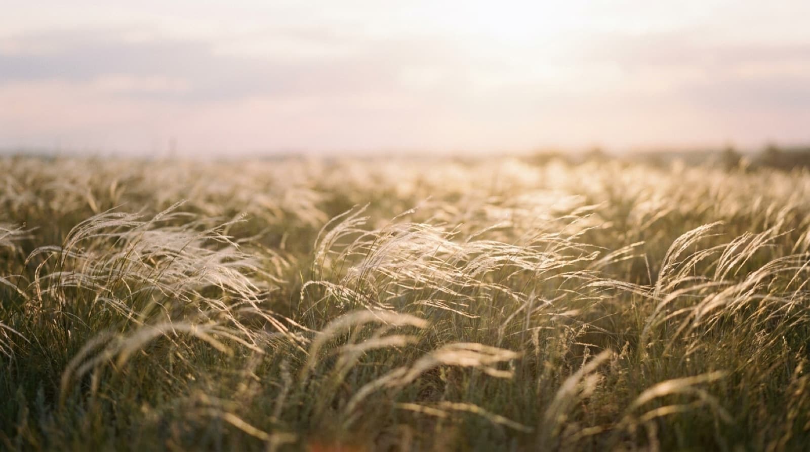 Wiese aus hohem, seidigem Federgras, das sich im leichten Wind wiegt, im Gegenlicht der tief stehenden Morgensonne